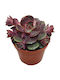 Echeveria 'vampire Red Ball' 8.5cm