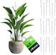Ring Support Plants Flowers 45cm Metal Stakes Rings 6pcs