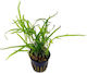 Aquaflora Microsorum Pteropus Trident Pot