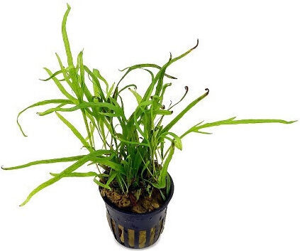 Aquaflora Microsorum Pteropus Trident Pot