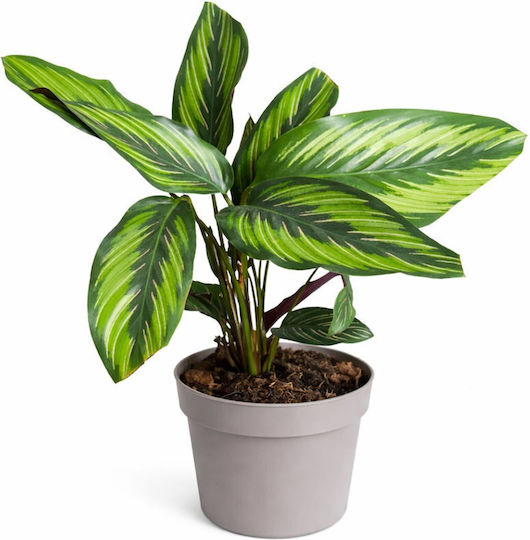 Calatheas Goepertia Beauty Star Височина 35см Ширина 13см Milvaflowers