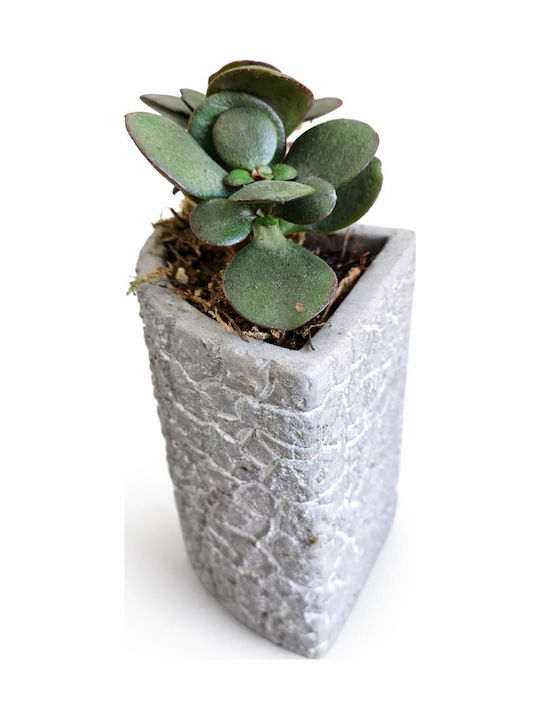Κρασουλα Κασπώ Παζλ Concrete Υ 10cm Π:8cm 02785 Milvaflowers