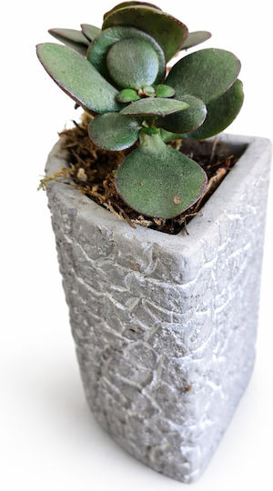 Crassula Ghiveci Puzzle Beton Înălțime 10cm Lățime 8cm 02785 Milvaflowers Crassula Ghiveci Puzzle Beton Înălțime 10cm Lățime 8cm 02785 Milvaflowers