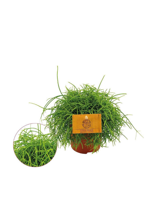 Rhipsalis 'cassutha' 12cm