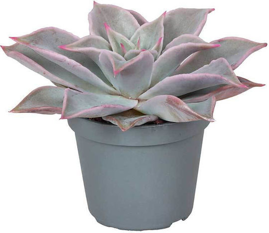 Echeveria Madiba 6cm