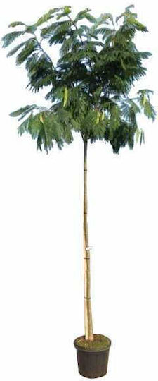 Oem Ακακία Κωνσταντινουπόλεως Δέντρο Albizia Julibrissin 10 Lt 175/200