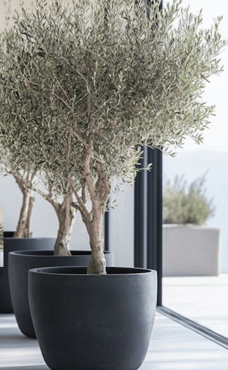 Künstliche Olive Set 2 Terrakotta Topfpflanzen 2m