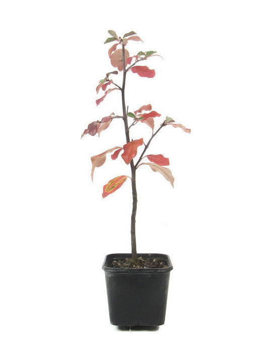Μπονσάι Ψευδοκυδωνιά “chinese Quince ” 2 Years