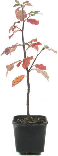 Бонсай Псевдодюли “Chinese Quince” 2 Години