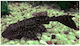 Plecostomus 20-25cm