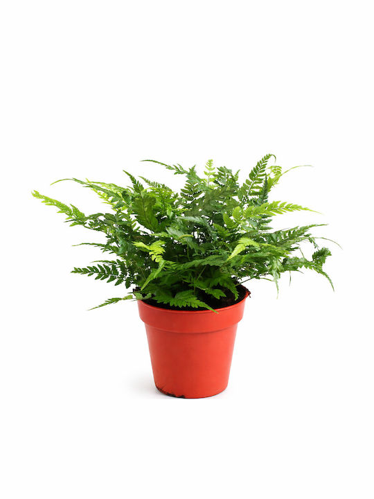 Κορεατική Φτέρη Polystichum Tsussimense Korean Rock Fern Π14 Υ30 Milvaflowers
