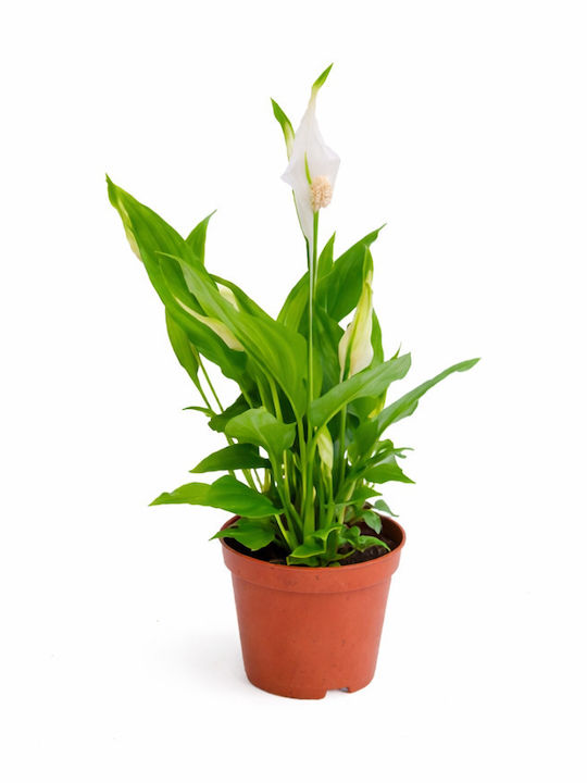 Σπαθιφυλλο 9cm Χ 27cm Pearl – Peace Lily Milvaflowers Σπαθιφυλλο 9cm Χ 27cm Pearl – Peace Lily Milvaflowers