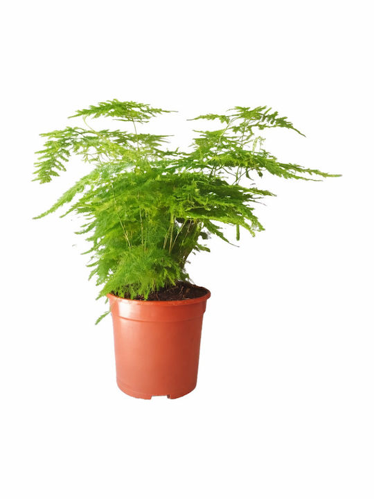 Αράχνη Ασπαραγγος Asparagus Setaceus 9cm X 25cm Milvaflowers