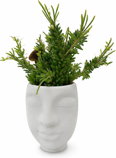 Ριψαλiς Κεραμικο Προσωπο Υ:17 Π:8 Rhipsalis Mesembryanthemoides Milvaflowers