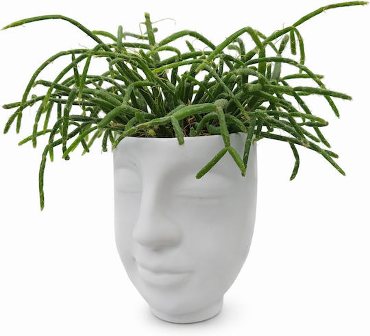 Rhipsalis Keramisches Gesicht Höhe: 17 Breite: 8 MilvaFlowers