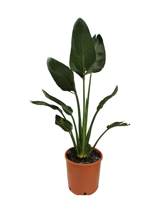 Strelitzia Reginae Für Den Draußen Garten