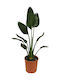 Strelitzia Reginae Für Den Draußen Garten