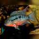 Thorichthys Meeki Ciclid Gură de Foc 5-6cm