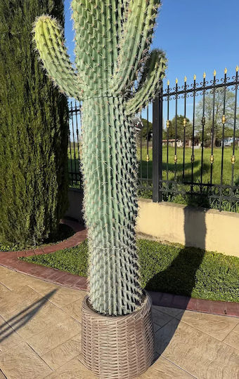 Artificial Giant Cactus 233cm Modern Eva Pot