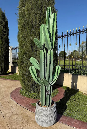 Artificial Prickly Pear Cactus 191cm Modern Eva Pot