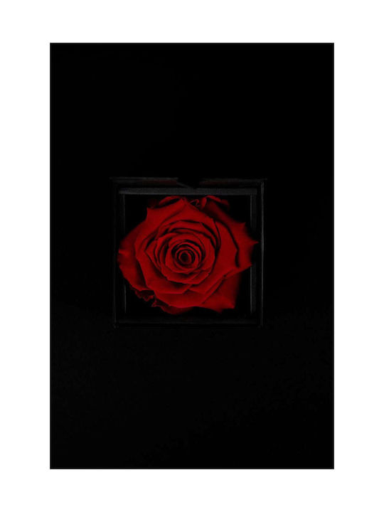 Aποχυμωμένο Κόκκινο Τριαντάφυλλο Forever Rose Μαύρο Κουτί Δώρου 8 5/6cm