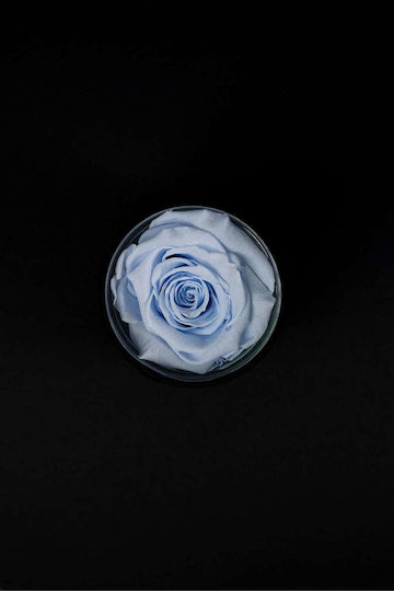Изсушена Светлосиня Роза Forever Rose Черна Кадифена Кутия 8/10см