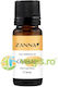 Ginger Essential Oil 10ml
