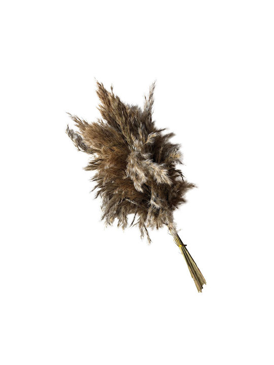 Pampas Grass Uscat Natural Maro Pufos Buchet 4-6 Bucăți Înălțime 60-70 cm 30/bax