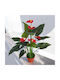 Künstliche Topfpflanze Anthurium 55cm Hd Hd-10991