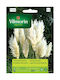 Pampas Grass Seeds Vilmorin