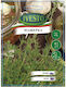Ivesto Thymian Samen