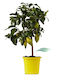 Zwerg Lemon Baum Limone Femminello Siracusano Mondförmiger Zitronenbaum Oder 4 Jahreszeiten