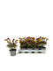 Euphorbia Miner’s Merlot Special