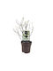 Αρώνια Viking Aronia Prunifolia – Φυτό