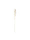 Dried Pampas Grass Plant Ecru Beauty Home