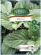 Ivesto Minze Samen