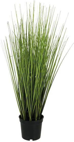 Arbust Iarbă Ceapă Verde Ghiveci H50cm 4/24cutii