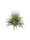 Fern Potted Plant 68cm Marhome