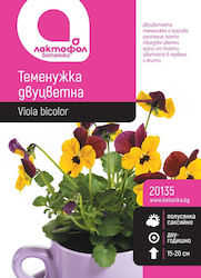 Large Viola Seeds Botanic Large Viola Seeds Botanic