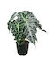 Αλοκάσια Alocasia Polly African Mask 25cm