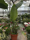 Strelitzia Nikolaï Weiße Mittlere