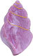 Celestino Clamă De Păr Scoică Violet
