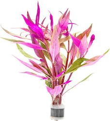 Ζωντανα Φυτα Ενυδρειου Alternanthera Lilachina Bunch