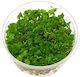 Plante Acvatice Vii Hydrocotyle Tripartita Sp Japan Epaqvitro 100 Ml Cup