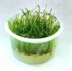 Ζωντανα Φυτα Ενυδρειου Βρυα Spiky Moss Taxiphyllum Sp Epaqvitro 100 Ml Cup