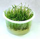 Ζωντανα Φυτα Ενυδρειου Βρυα Spiky Moss Taxiphyllum Sp Epaqvitro 100 Ml Cup
