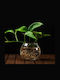 Planta Hidroponică Iedera Diavolului De Interior 12/25cm Con Transparent Din Sticlă 480ml
