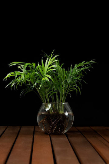Plante Hidroponice Chamaedorea De Interior 12/30cm Con Transparent Din Sticlă 480ml