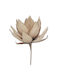 Art Et Lumiere Flower Ivory-Brown