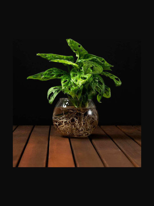 Hydroponische Monstera Pflanze Innenraum 12/25cm Durchsichtige Glaskugel 980ml